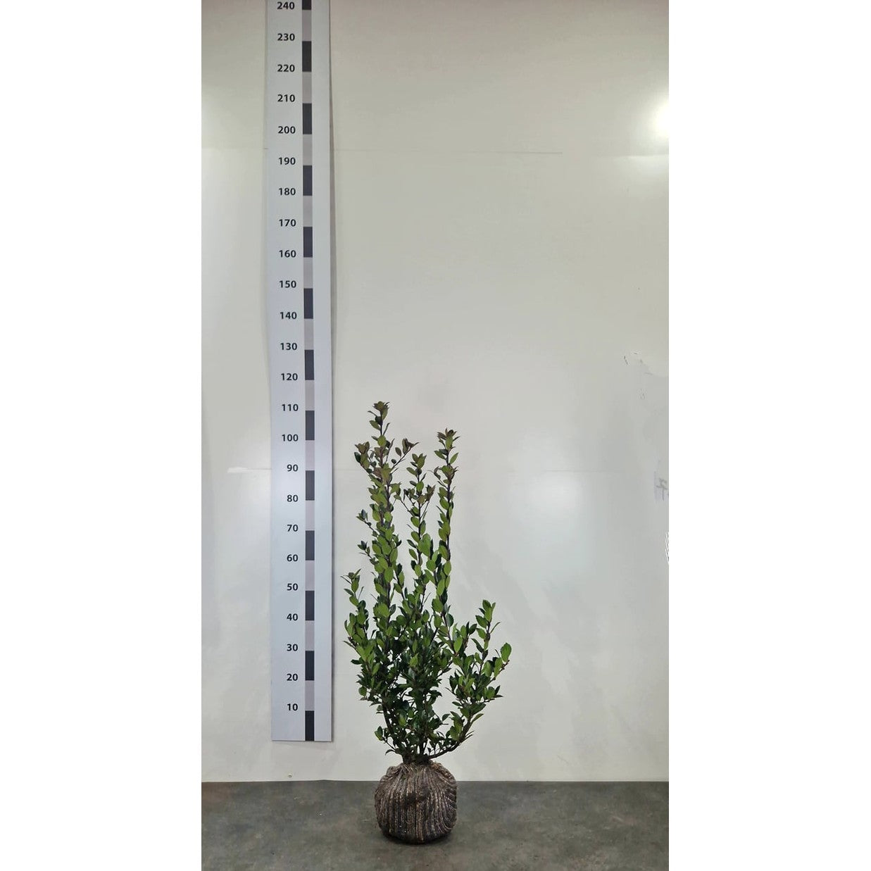 Blå järnek – Ilex meservae 'Heckenblau' - 60-80 CM RB